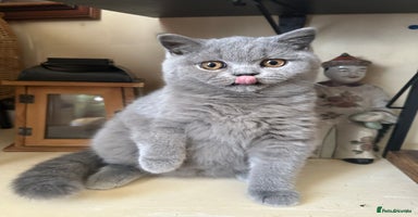 British Shorthair cats British Shorthair GCCF Registered Kittens  - Advert 1