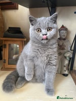 British Shorthair cats British Shorthair GCCF Registered Kittens - Advert 1