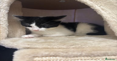 Domestic Shorthair cats - Advert 8