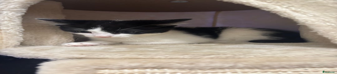 Domestic Shorthair Kitten 1