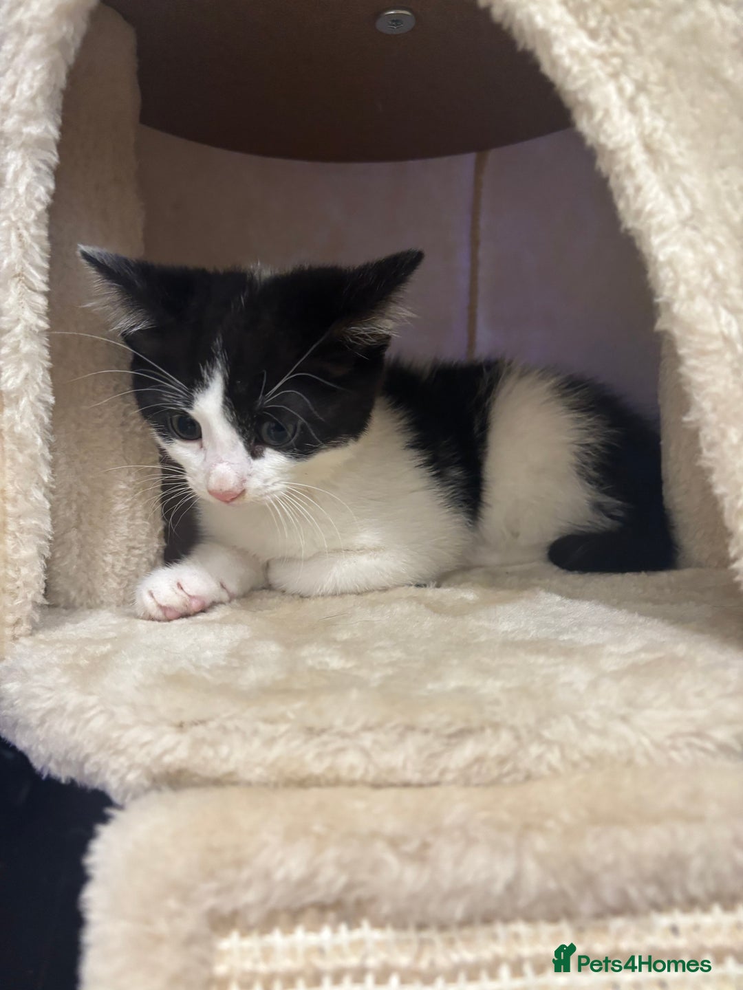 Domestic Shorthair cats for sale: 3 female kittens - Image 2