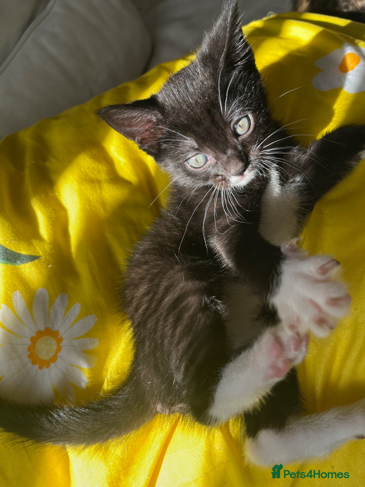 Domestic Shorthair cats Kitten for sale - Advert 12