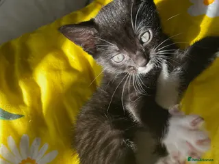 Domestic Shorthair cats Kitten for sale - Advert 12