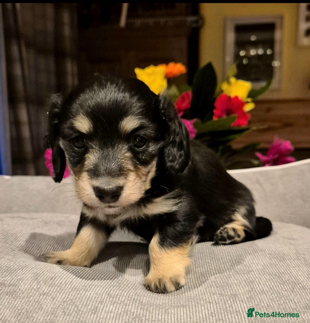 Miniature Dachshund dogs Cream Miniature long-haired  - Advert 18