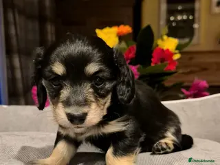 Miniature Dachshund dogs Cream Miniature long-haired - Advert 18