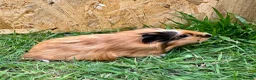Guinea Pig rodents for sale: Young Guinea pigs  - Advert 4