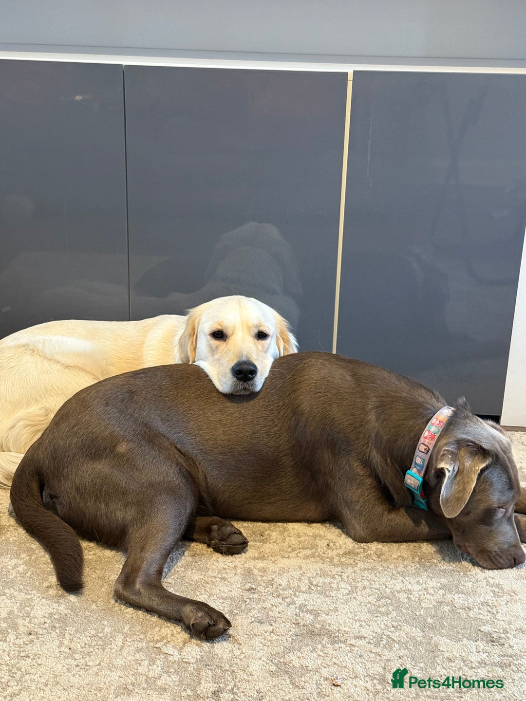 Golden Retriever dogs for sale: Golden retriever and silver lab - Advert 3