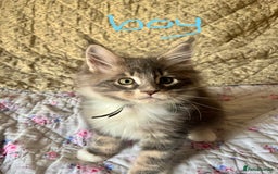 Maine Coon cats for sale: Full Maine Coon Kittens - Image 7