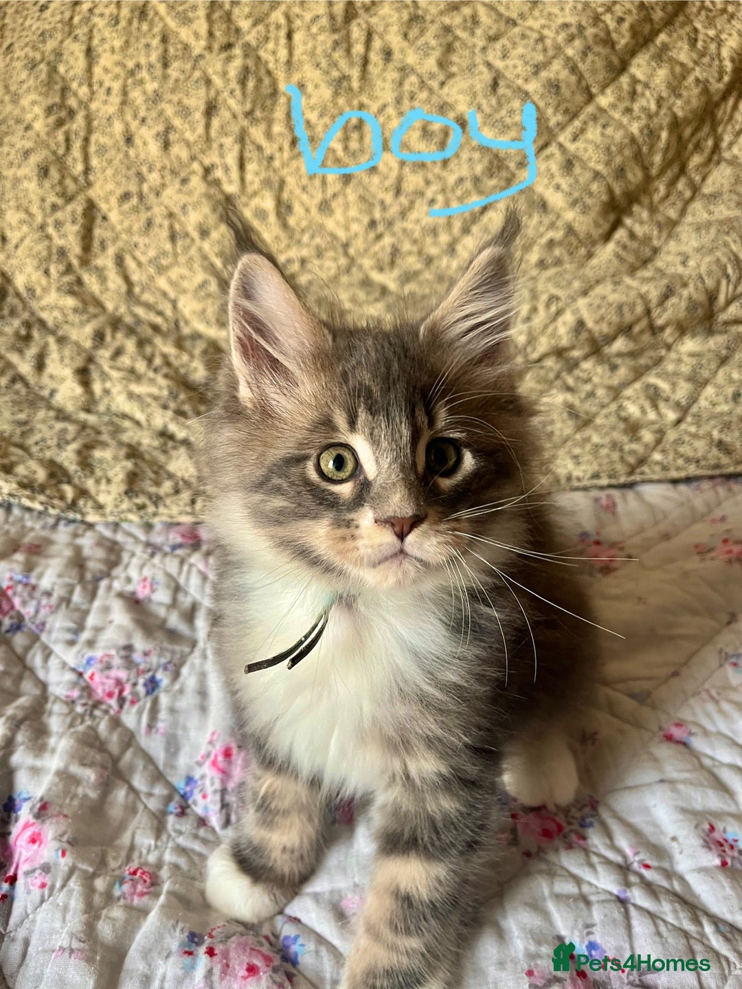 Maine Coon cats for sale: Full Maine Coon Kittens - Image 7