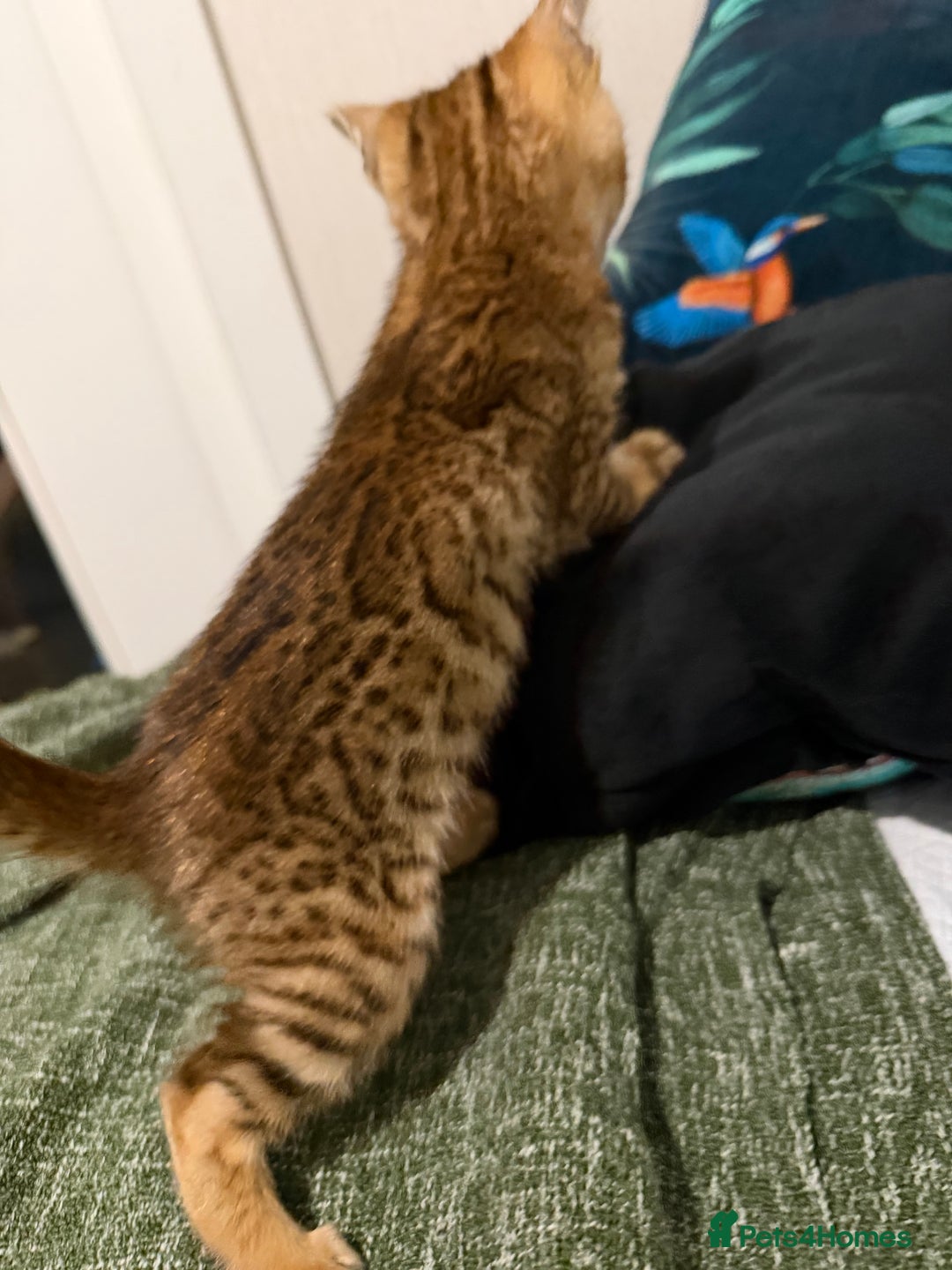 Bengal cats for sale: Bengal kitten. ONLY 2 left - Advert 4