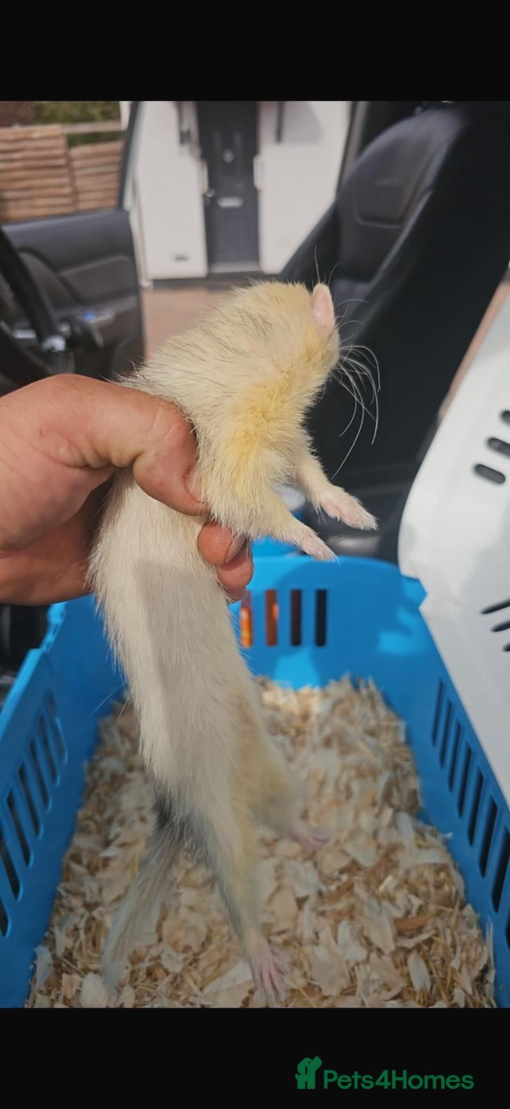 Ferret rodents Micro ferret black eyed white  - Advert 5