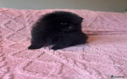 Pomeranian dogs for sale: Beautiful Pomeranians Ready for new forever homes  - Image 2