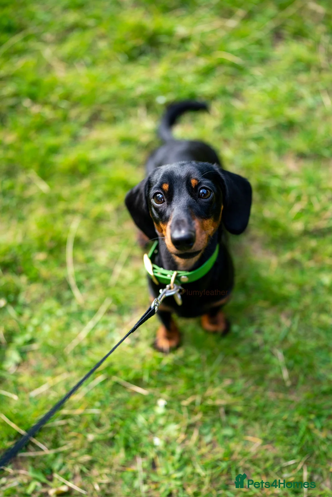 Miniature Dachshund dogs for stud: Champion Sired 4kg - IVDD Screened & PRA Clear in Tunbridge Wells - Advert 8