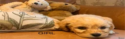 Cockapoo dogs for sale: Beautiful Cockapoo F1 Puppies  - Advert 13