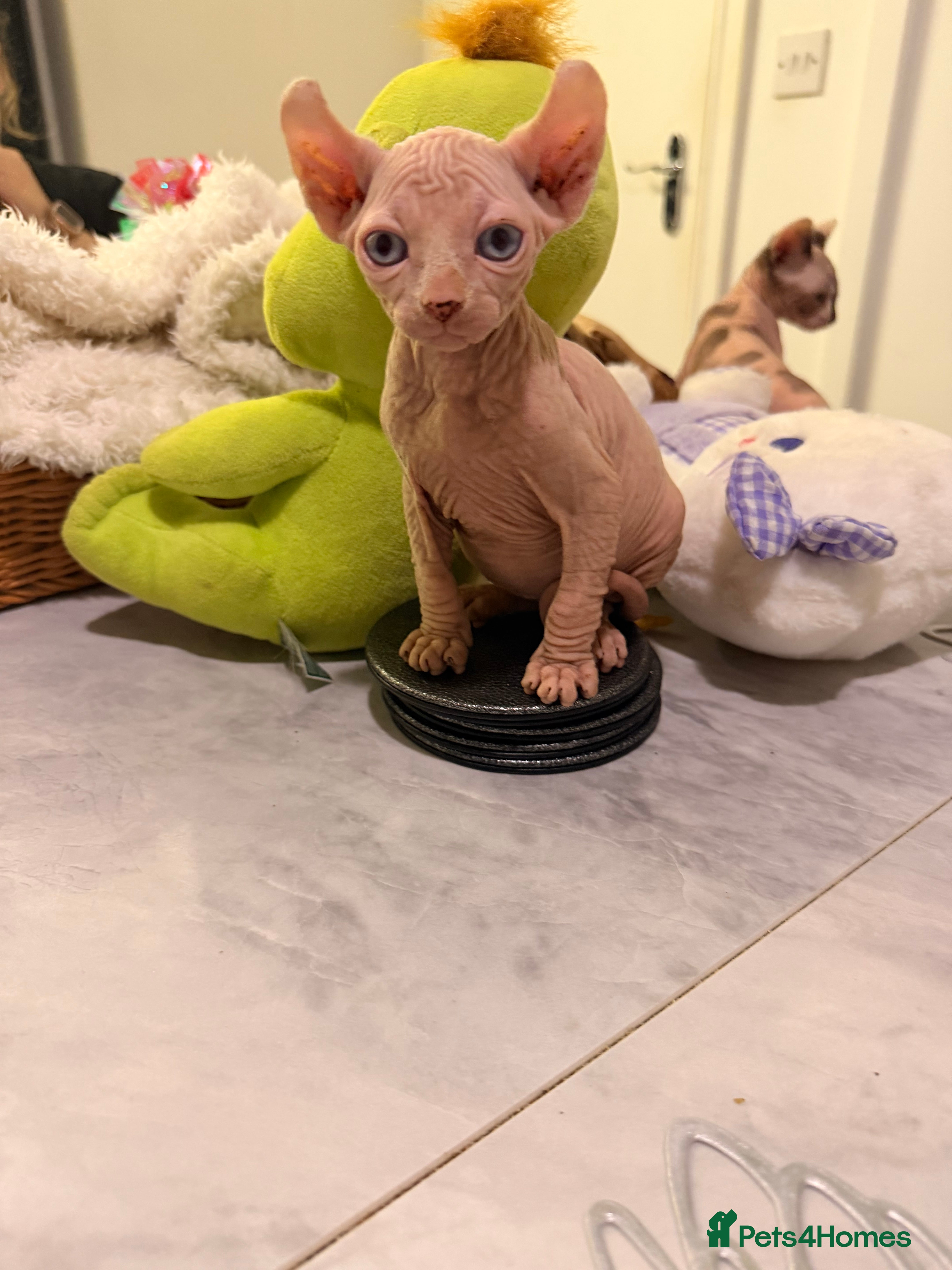 Sphynx cats Beautiful Sphinx kittens for sale - Advert 1