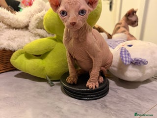 Sphynx cats Beautiful Sphinx kittens for sale - Advert 3