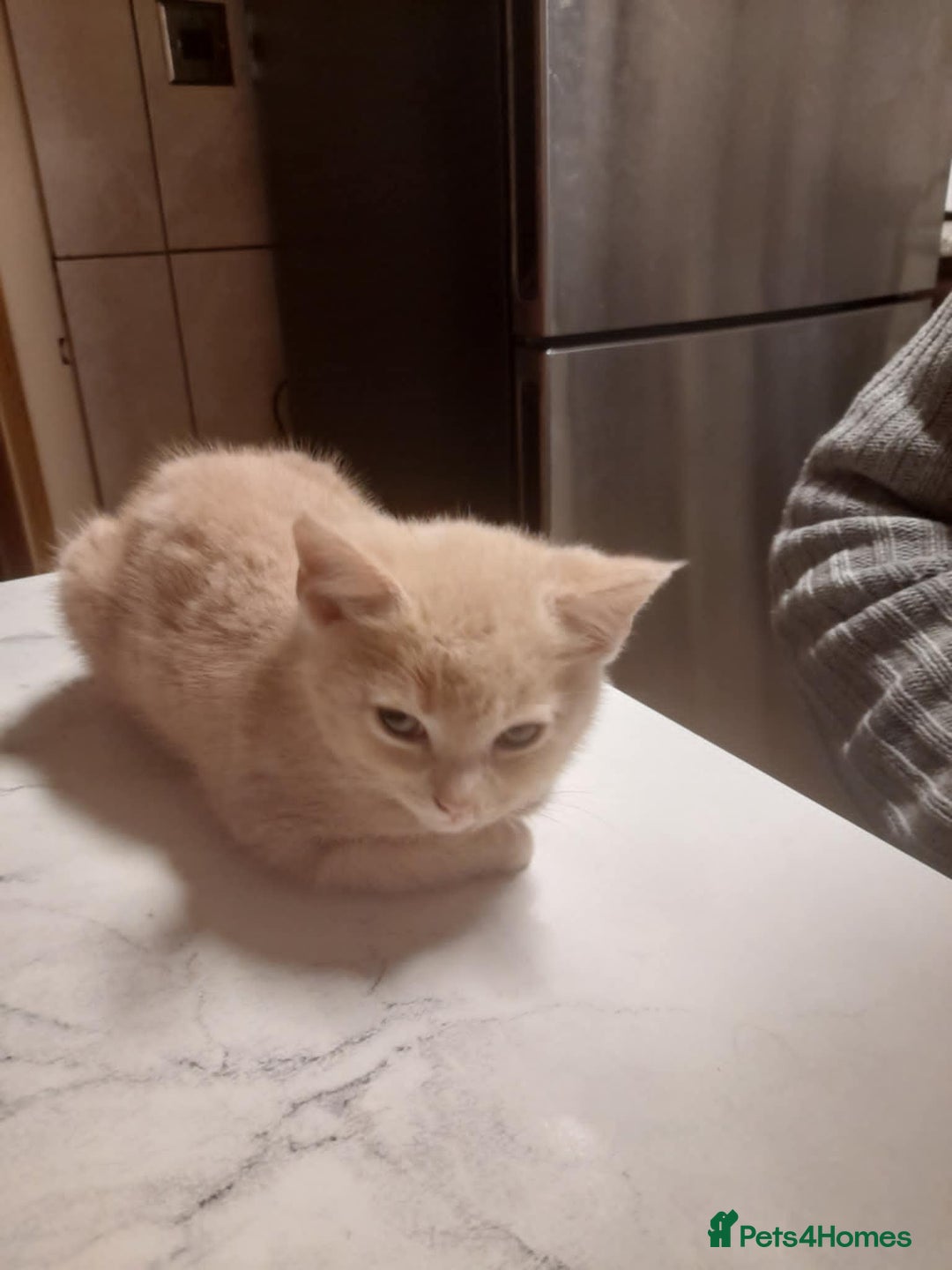 Mixed Breed cats for sale: mixed breed - Advert 2