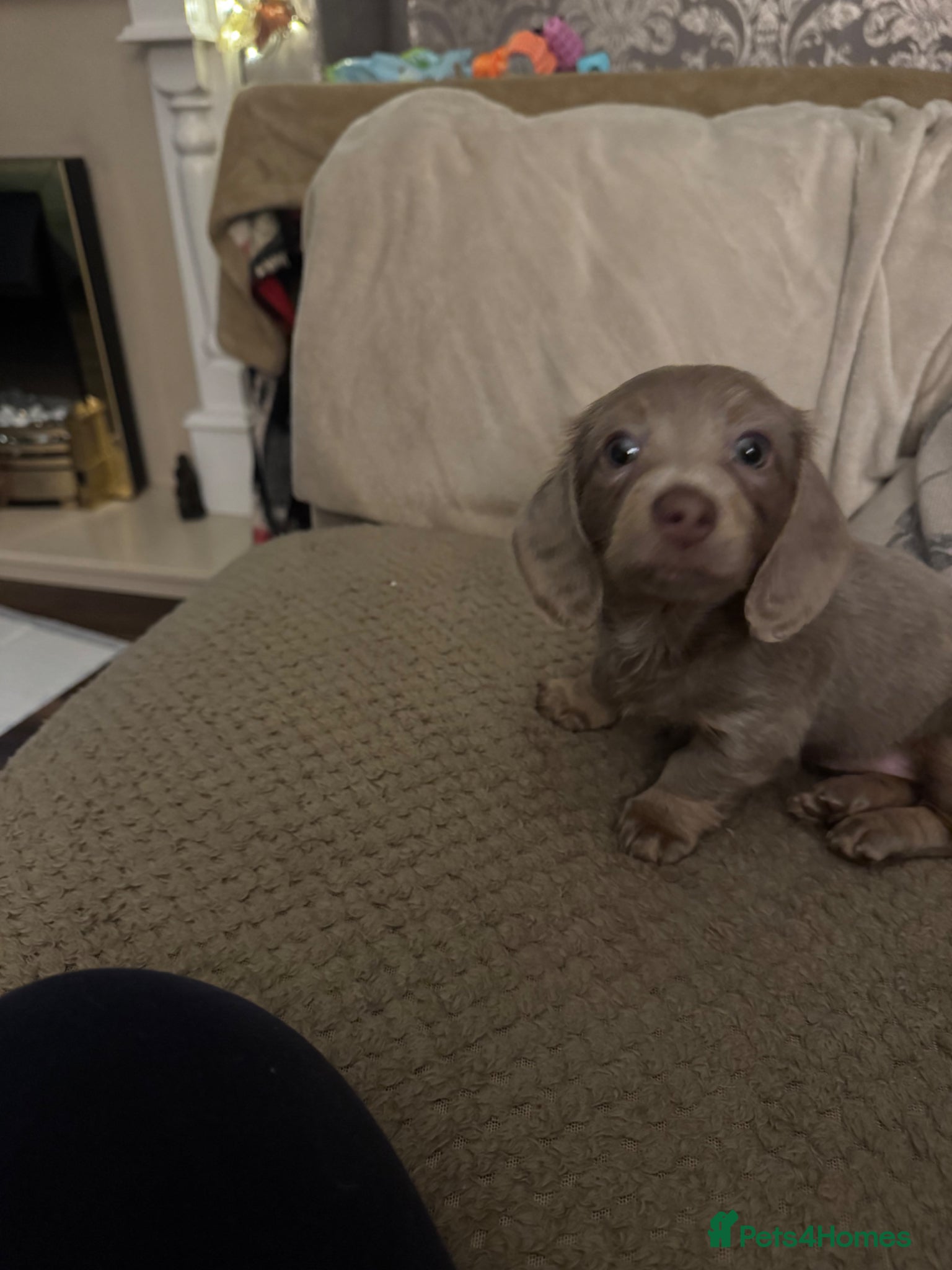 Dachshund dogs Isabella lilac long haired daschund little girl  - Advert 5