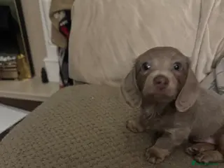 Dachshund dogs Isabella lilac long haired daschund little girl - Advert 5