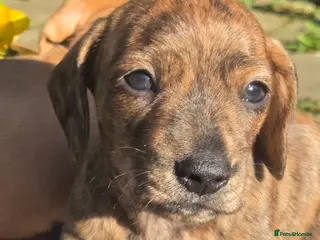 Miniature Dachshund dogs KC Mini Dachshund Puppies - Stunning - Advert 12
