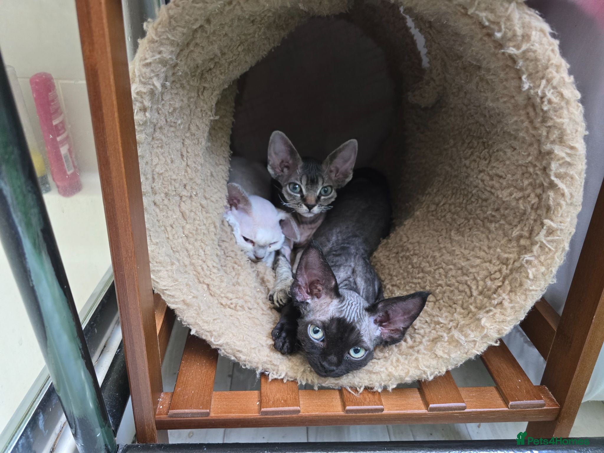 Devon Rex cats Black Devon Rex boy - Advert 8
