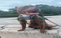 Mixed Breed dogs for sale: Nellie staffy puppy - Image 4