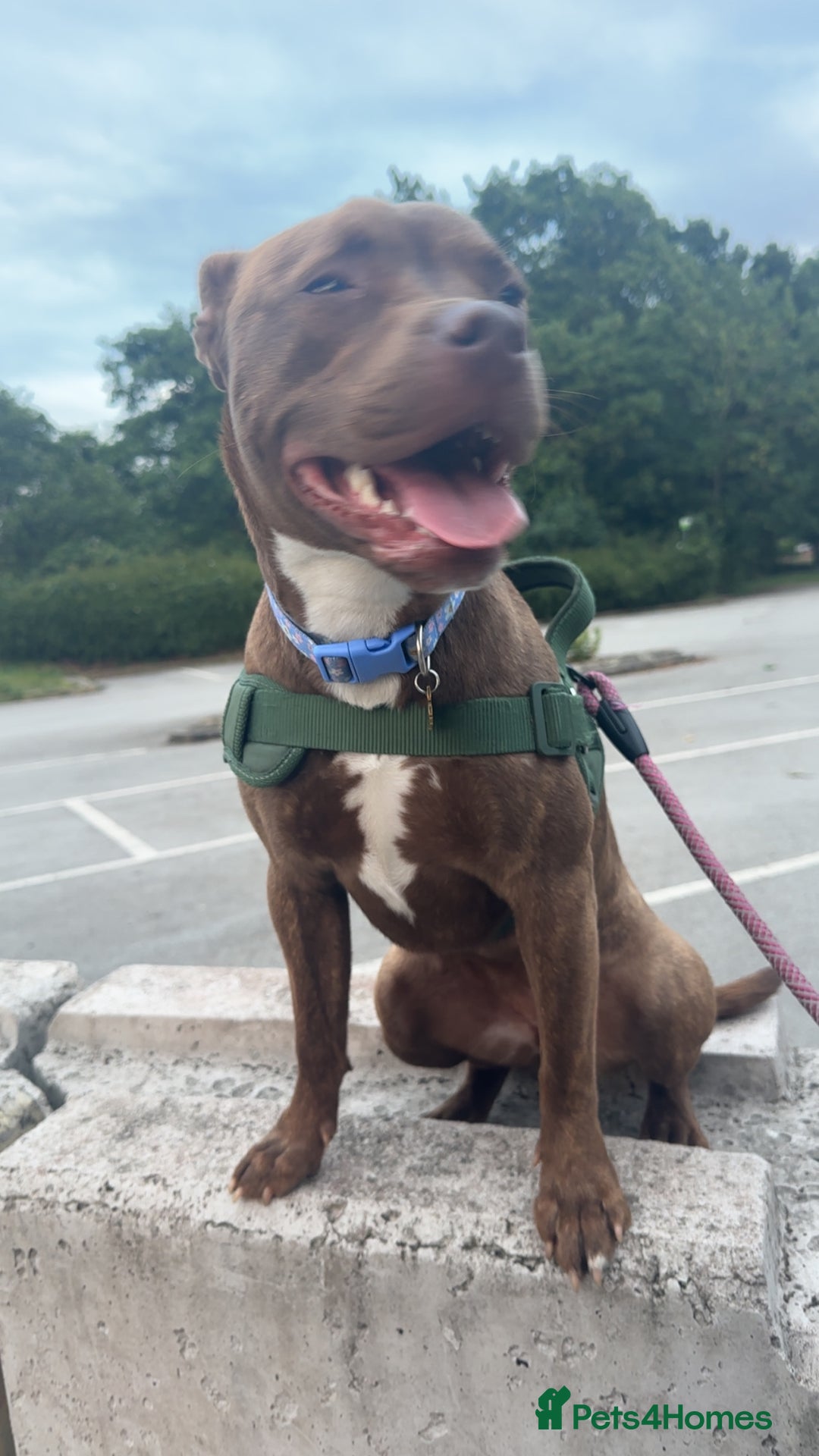 Mixed Breed dogs for sale: Nellie staffy puppy - Image 4
