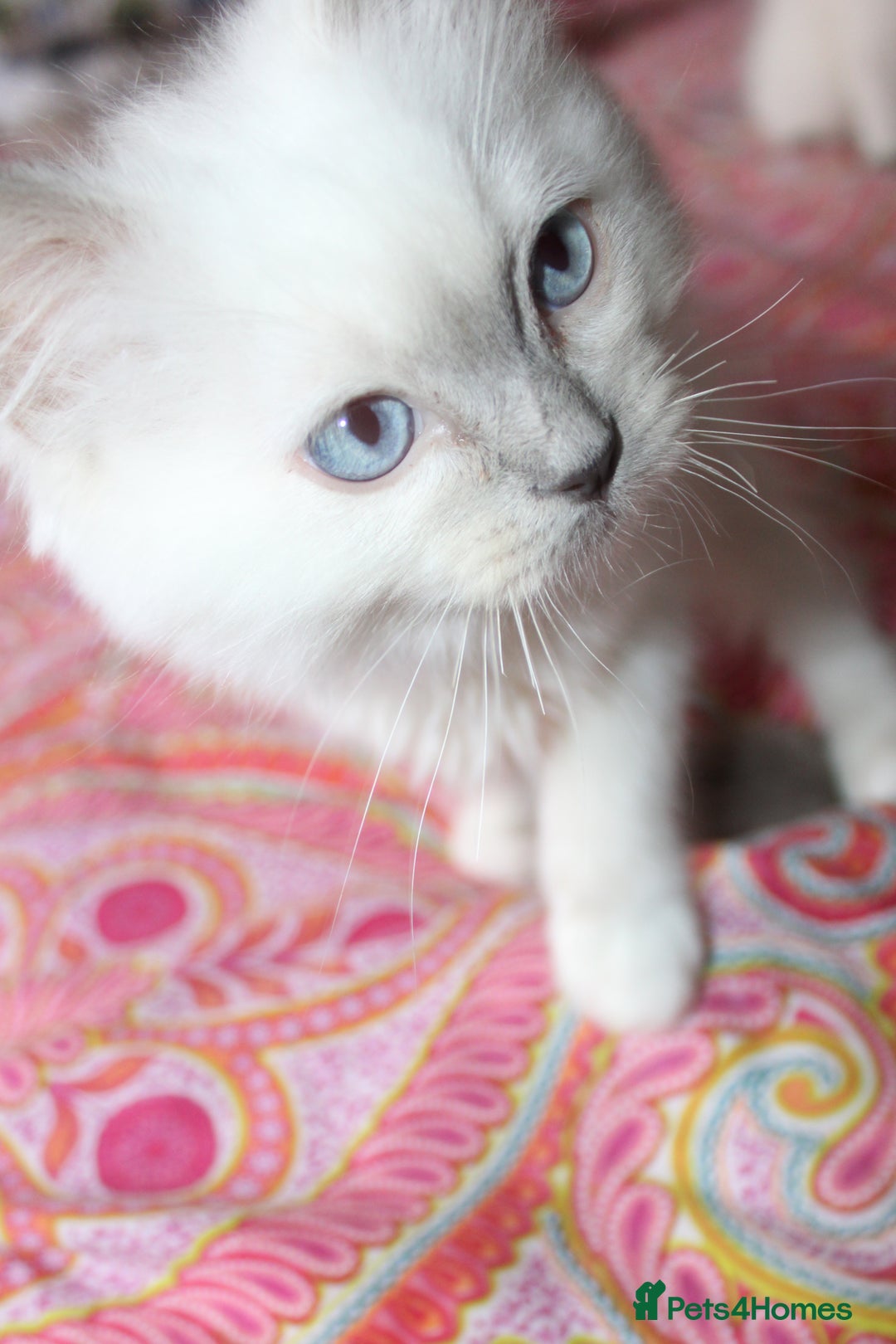 Ragdoll cats for sale: Ready to go  - Advert 10