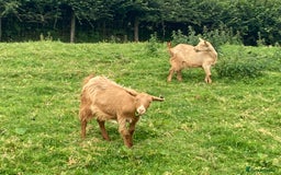 Goats livestock for sale: 4x Golden Guernsey wether Goats for sale - Image 2