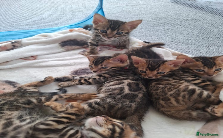 Bengal cats - Advert 5