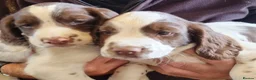 English Springer Spaniel dogs for sale:  Springer spaniels looking for their forever homes - Advert 7