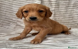Golden Retriever dogs for sale: Ready🏡 health tested Golden Retriever babies🤍🧬 - Image 1