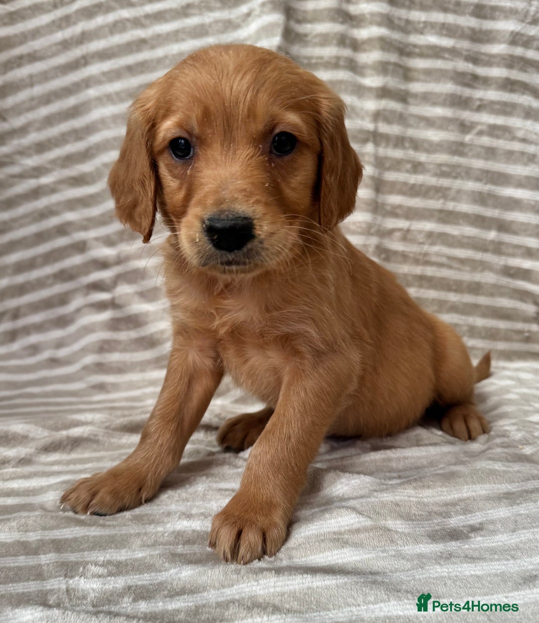 Golden Retriever dogs for sale: Ready🏡 health tested Golden Retriever babies🤍🧬 - Image 1