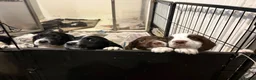 English Springer Spaniel dogs for sale: KC registered working springer spaniel puppies  - Advert 10