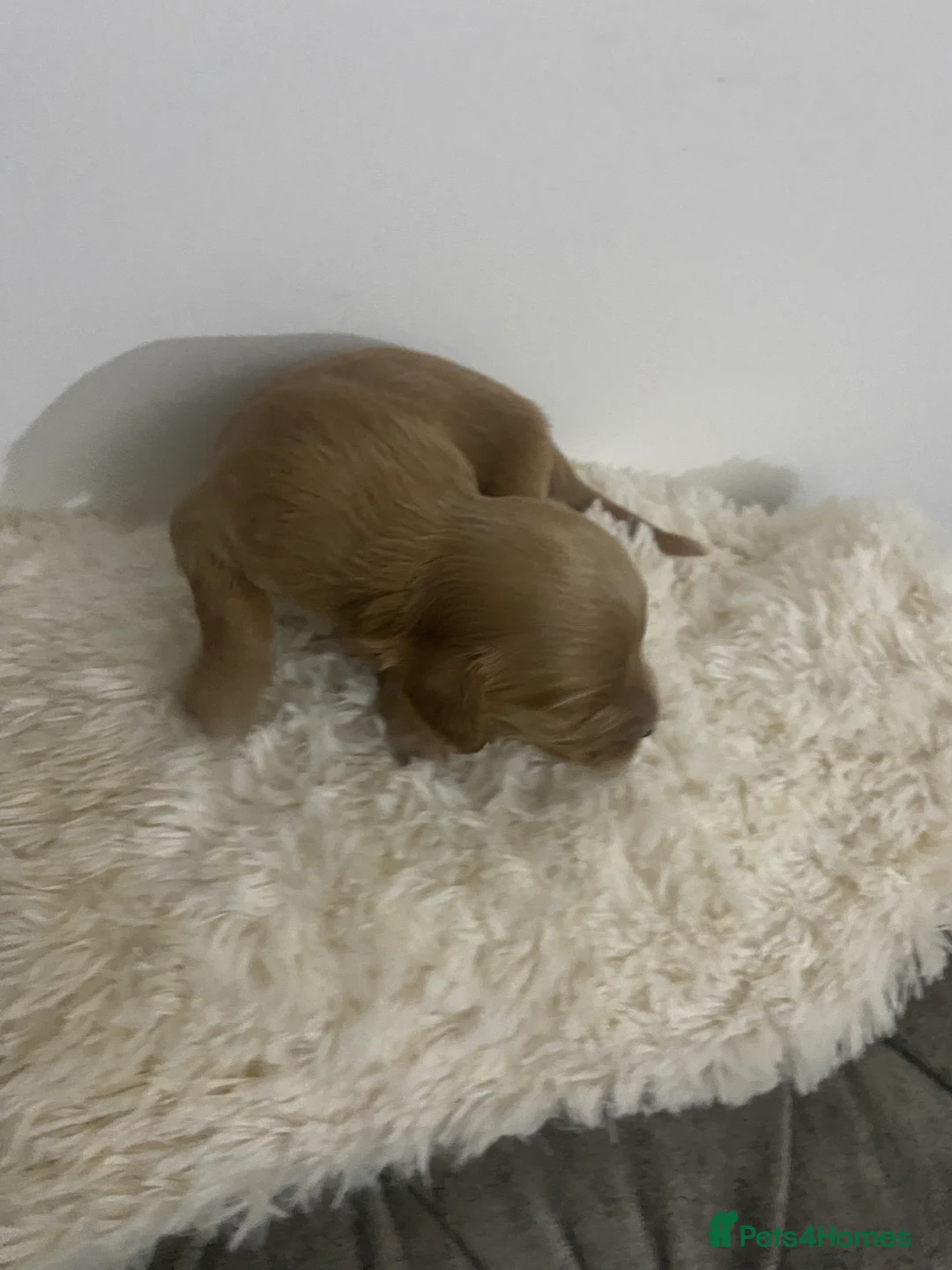 Cockapoo dogs for sale: Toy Poodle Cross Puppies, Mum & Dad Seen, London - Advert 4