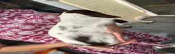 English Springer Spaniel dogs for sale: Springer spaniel dog pup  in Bromyard - Advert 4