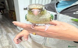 Lorikeets birds for sale: Hand fed baby conures for sale rare breed - Image 17