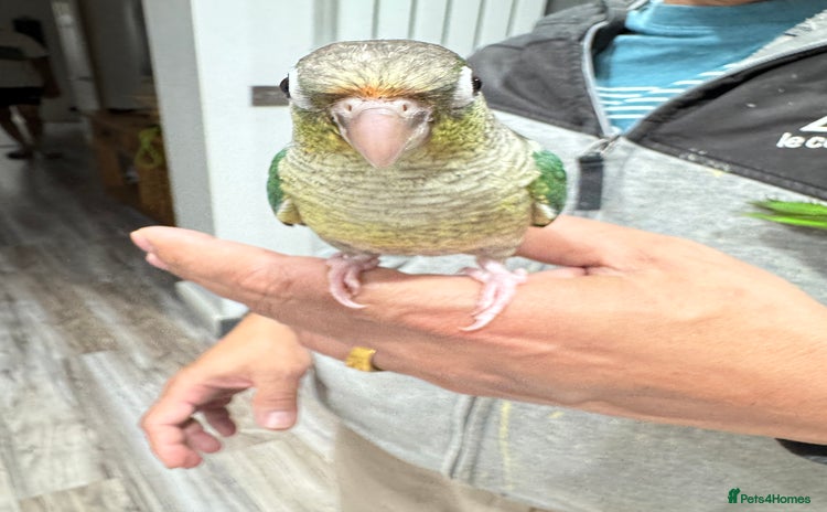 Lorikeets birds - Advert 1