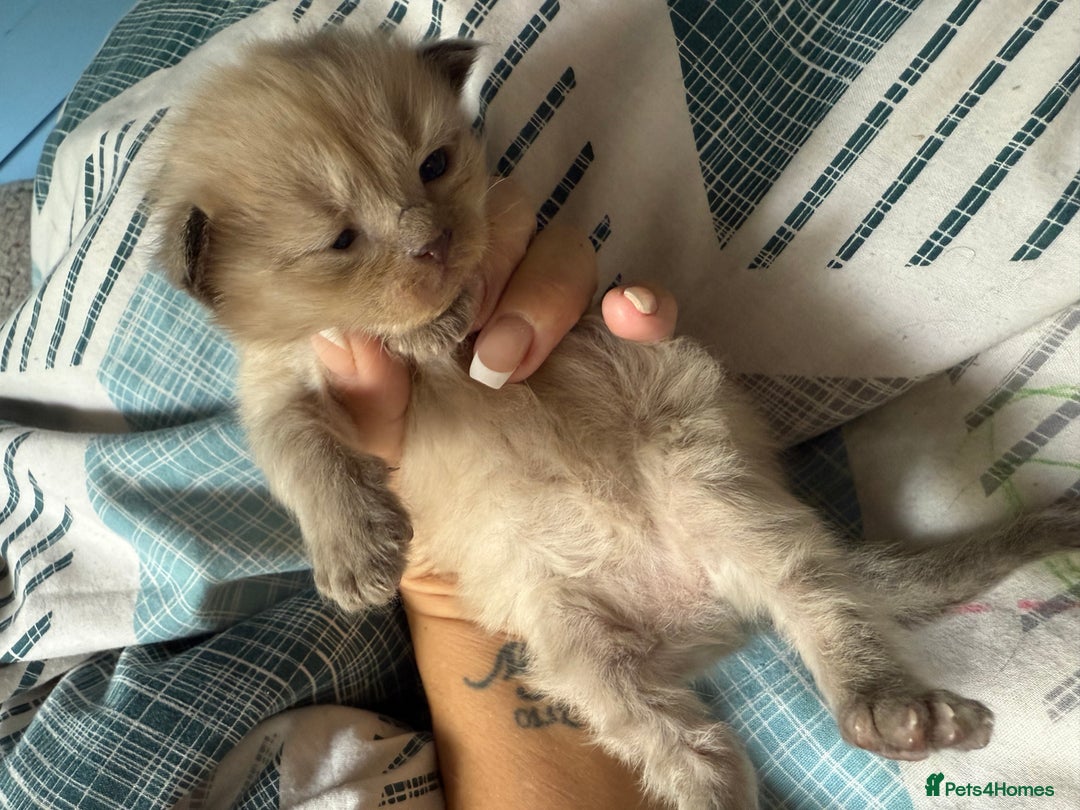 Ragdoll cats for sale: Ragdoll x British blue ONE MALE - Image 2