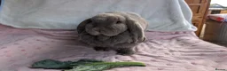 French Lop rabbits for sale: Bonded Pair of Female French Lop Rabbits - Advert 10