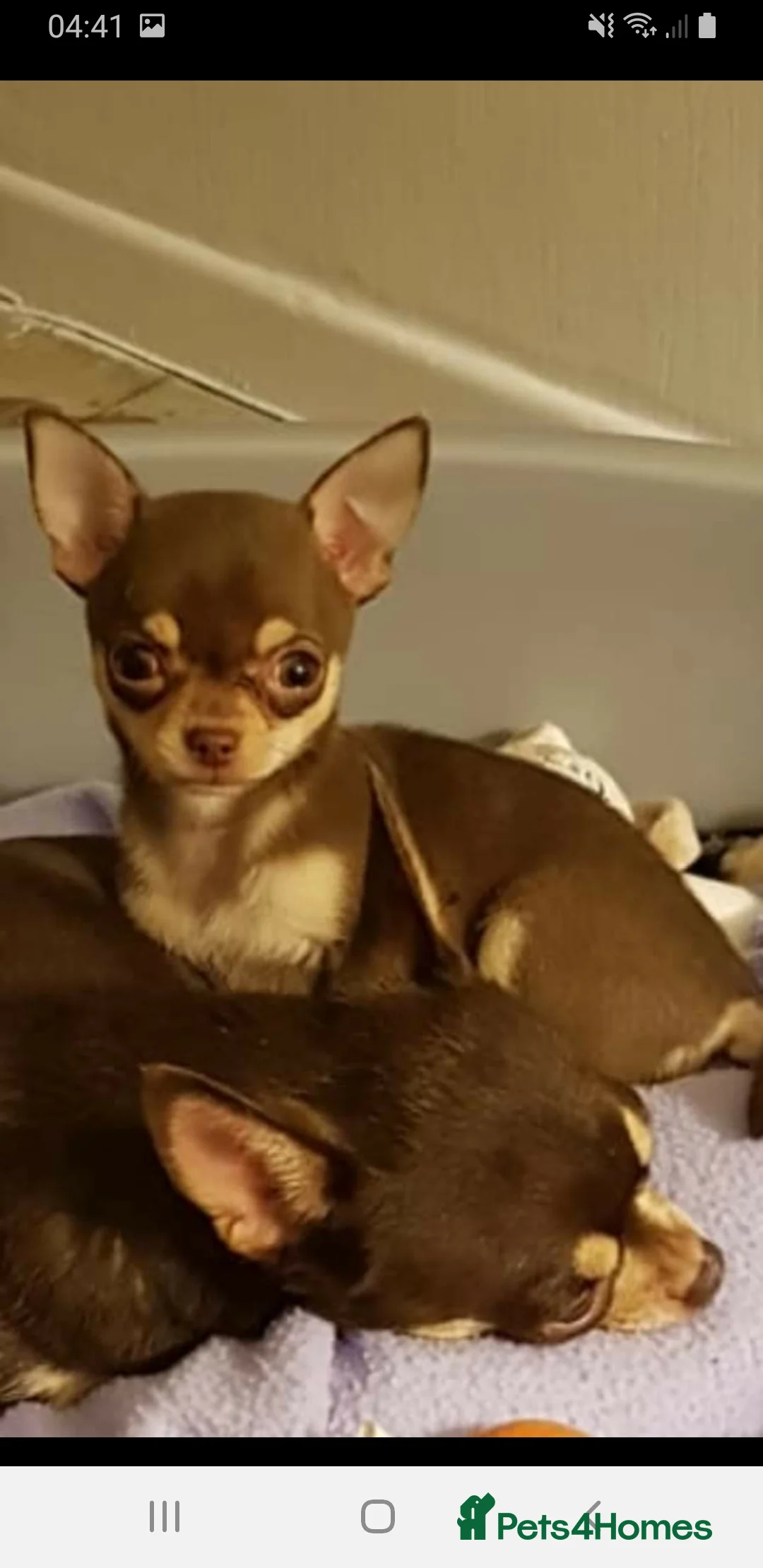 Chihuahua dogs for stud: GENUINELY tiny Choc/tan chihuahua stud  in Salford - Advert 32