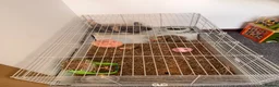 Lionhead rabbits for sale: Male bunny, with indoor cage and outdoor run.  in Axminster - Advert 4
