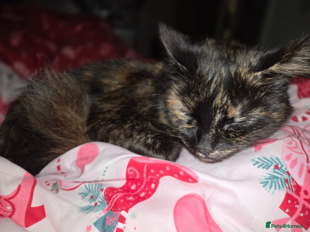 Mixed Breed cats for sale: Female cat  - Advert 1
