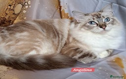 Ragdoll cats for sale: Exceptional bloodlines Ragdolls 💞💞 - Image 25