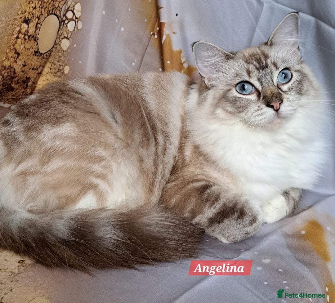 Ragdoll cats for sale: Exceptional bloodlines Ragdolls 💞💞 - Image 25