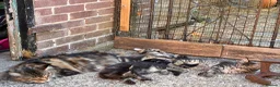 Maine Coon cats for sale: Stuning Maine Coone kittens - Advert 8