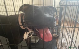 Mixed Breed dogs for sale: Dior  - Image 1
