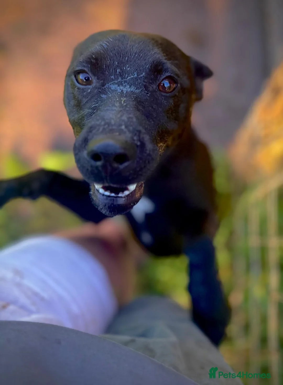 Patterdale Terrier dogs for adoption: Shane - Patterdale for Adoption - Advert 2