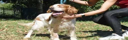 English Setter dogs for adoption: Kay   in Worthing - Advert 4