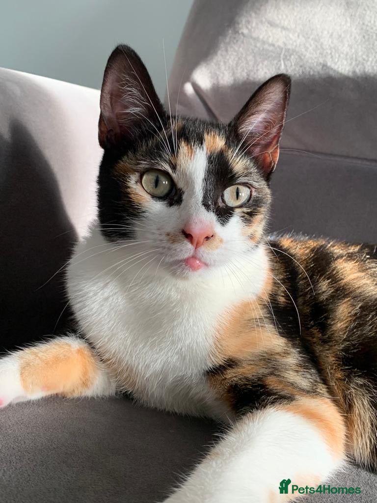 Mixed Breed cats Calico Cat Female 2 years old in Blackburn - Advert 1